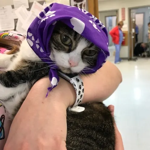 Tabby grey cat is being held while the cat has a purple head bandanna on their head.